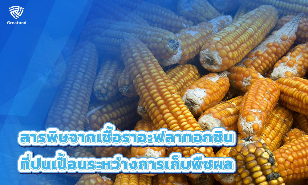 2.สารพิษจากเชื้อราอะฟลาทอกซิน (Mycotoxins Aflatoxins)ที่ปนเปื้อนระหว่างการเก็บพืชผล