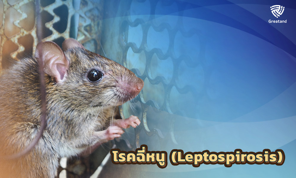 3.โรคฉี่หนู (Leptospirosis)