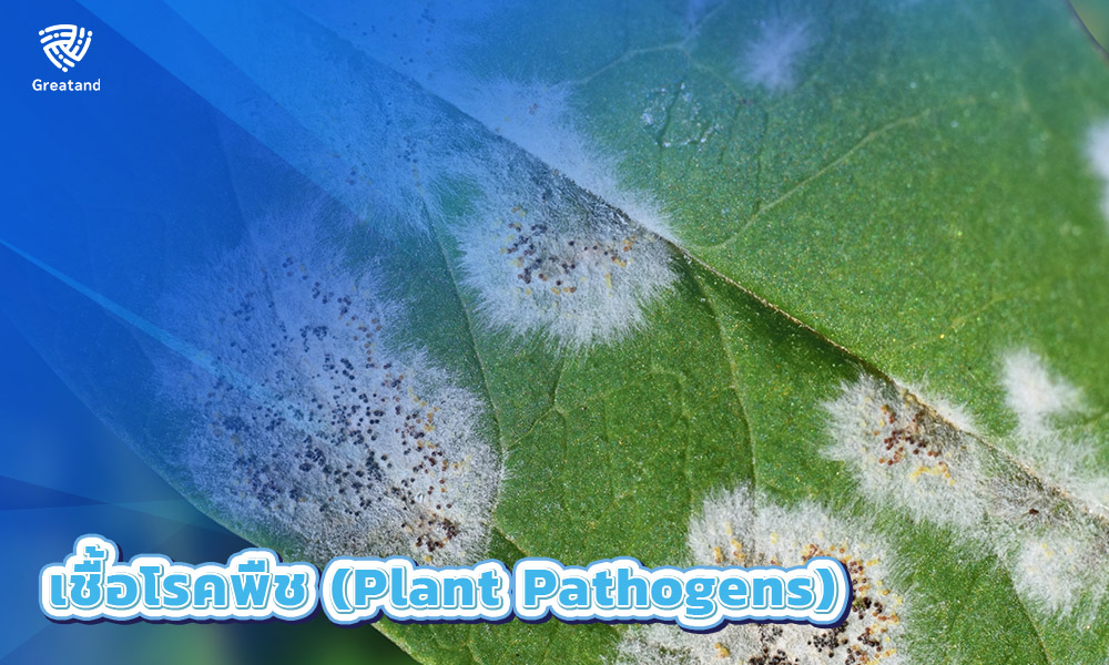 2.สารพิษจากเชื้อราอะฟลาทอกซิน (Mycotoxins Aflatoxins)ที่ปนเปื้อนระหว่างการเก็บพืชผล